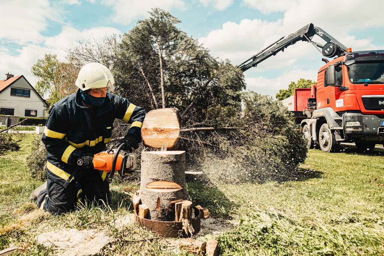 Salton City, CA Tree Service Company